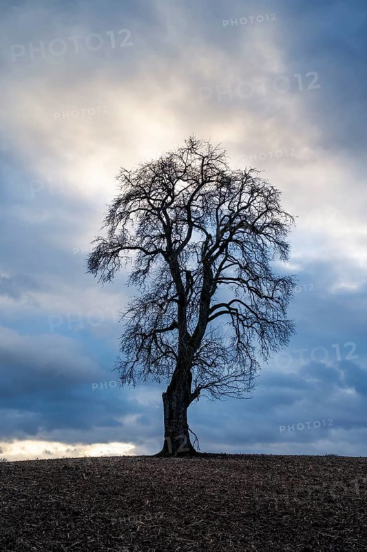Solitary pear tree (Pyrus) in front of a dramatic cloudy sky, evening light. Rhine-Neckar district, Baden-Württemberg, Germany