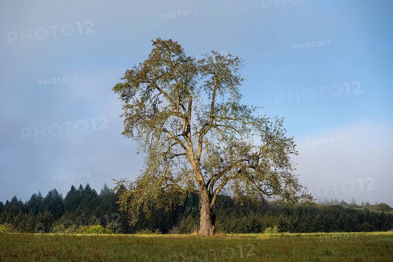 Solitary pear tree (Pyrus) . Rhine-Neckar district, Baden-Württemberg, Germany