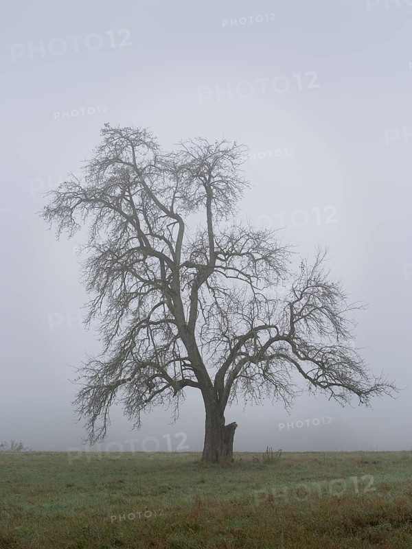 Solitary pear tree (Pyrus) in the fog. Rhine-Neckar district, Baden-Württemberg, Germany