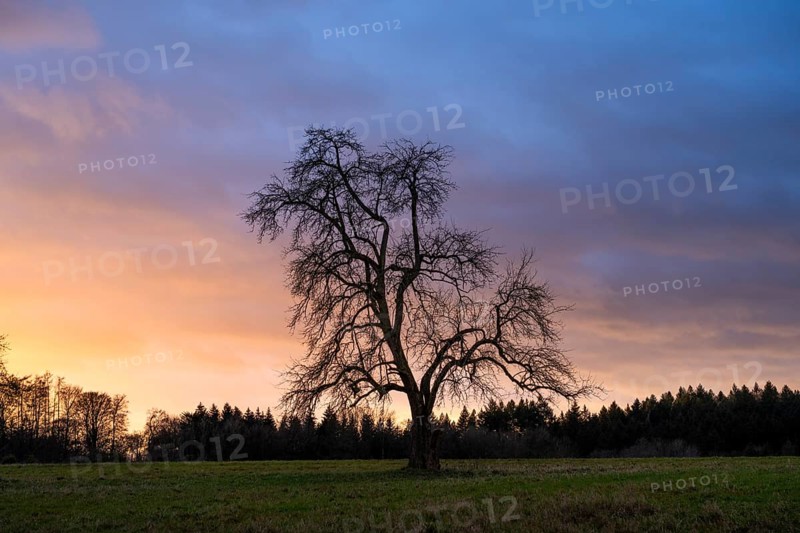 Single standing pear tree (Pyrus) at sunset, coloured clouds. Rhine-Neckar district, Baden-Württemberg, Germany