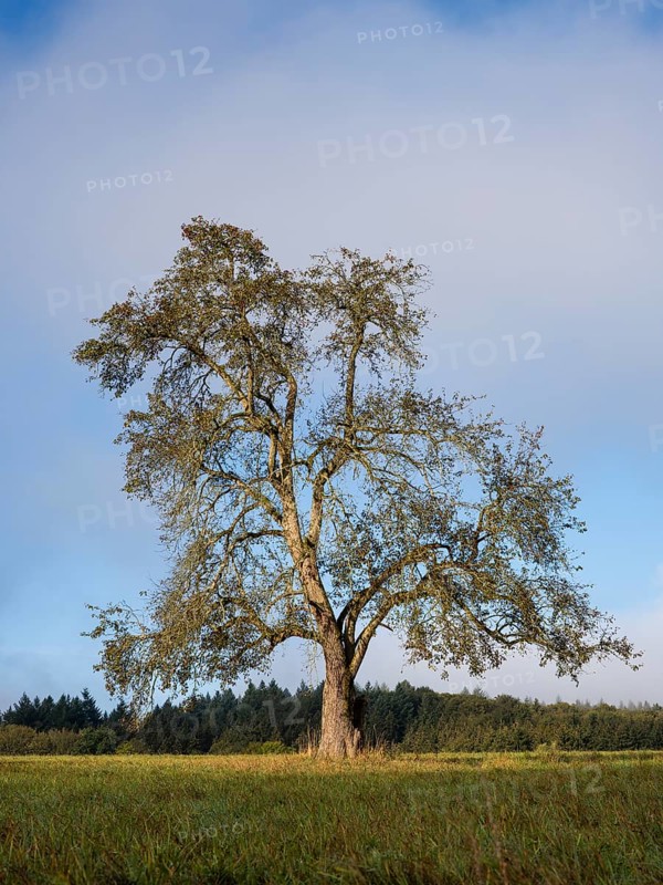Solitary pear tree (Pyrus) . Rhine-Neckar district, Baden-Württemberg, Germany