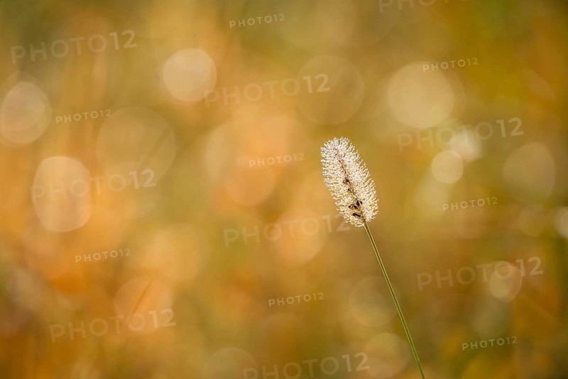 Blooming grass, single flower, in sunlight, blurred background