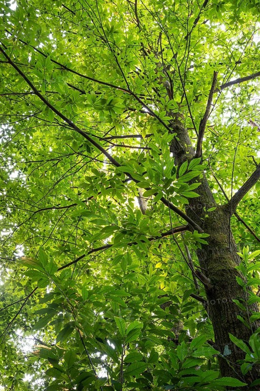 Chestnut tree (Castanea sativa) in the forest. Rhine-Neckar district, Baden-Württemberg, Germany