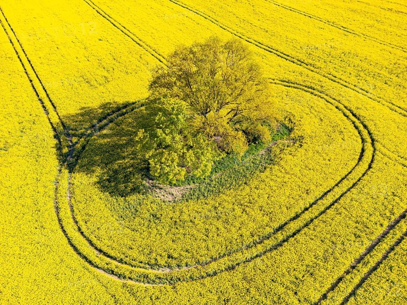 Aerial view, drone photo: A single tree in a field with flowering oilseed rape (Brassica napus), Müncheberg, Märkisch-Oderland, Brandenburg, Germany