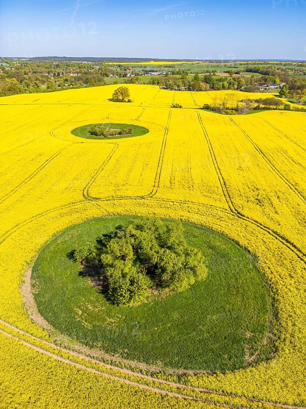 Aerial photograph, drone photo: Green islands and glacial swales in a field with flowering oilseed rape (Brassica napus), Müncheberg, Märkisch-Oderland, Brandenburg, Germany