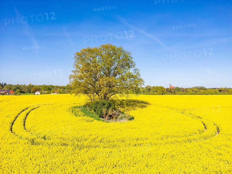 Aerial view, drone photo: A single tree in a field with flowering rape (Brassica napus), in the background the town church of Müncheberg, Märkisch-Oderland, Brandenburg, Germany