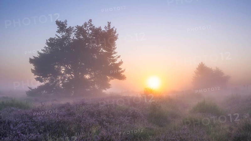 A pine tree in the blooming Mehlinger Heide at sunrise. Fog and backlight. Mehlinger Heide Nature Reserve, Mehlingen, Rhineland-Palatinate, Germany
