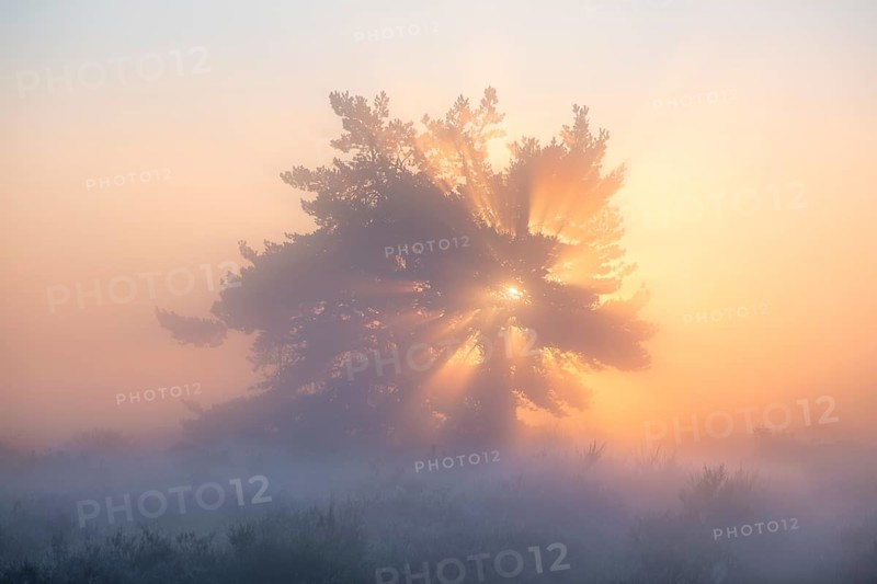 A pine tree in the blooming Mehlinger Heide at sunrise. Fog, fog rays and backlight. Mehlinger Heide Nature Reserve, Mehlingen, Rhineland-Palatinate, Germany