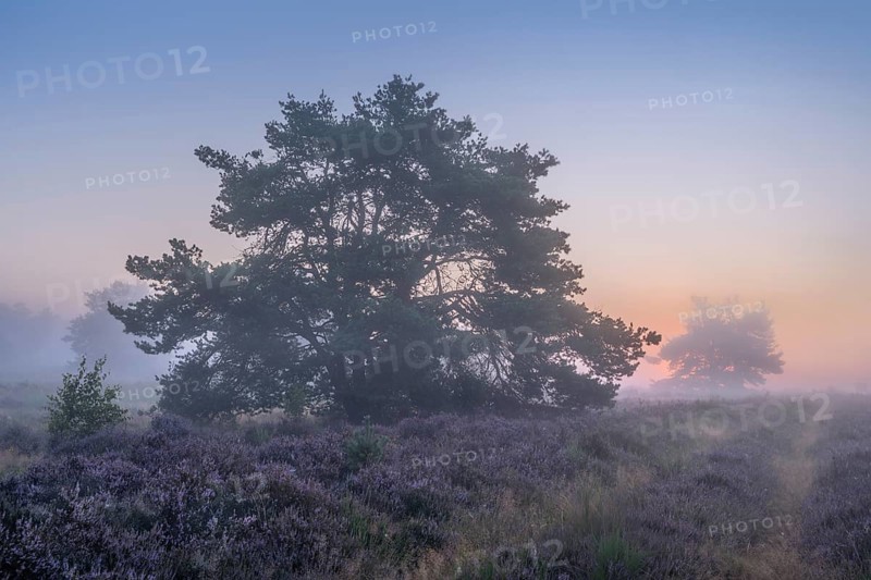 Pine trees in the blooming Mehlinger Heide at sunrise and fog. Mehlinger Heide Nature Reserve, Mehlingen, Rhineland-Palatinate, Germany