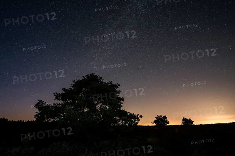 Pines in the blooming Mehlinger Heide. Night view, starry sky, Milky Way and Perseids. Mehlinger Heide Nature Reserve, Mehlingen, Rhineland-Palatinate, Germany