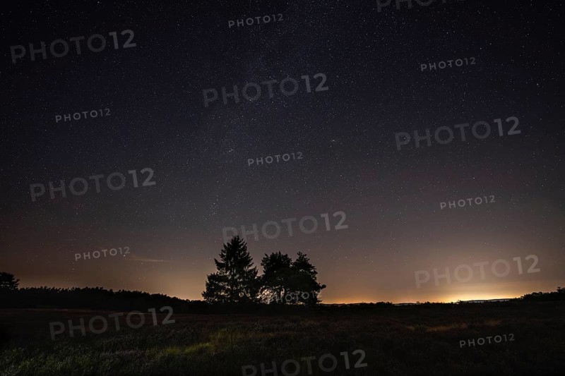 Pines in the blooming Mehlinger Heide. Night view, starry sky and Milky Way. Mehlinger Heide Nature Reserve, Mehlingen, Rhineland-Palatinate, Germany