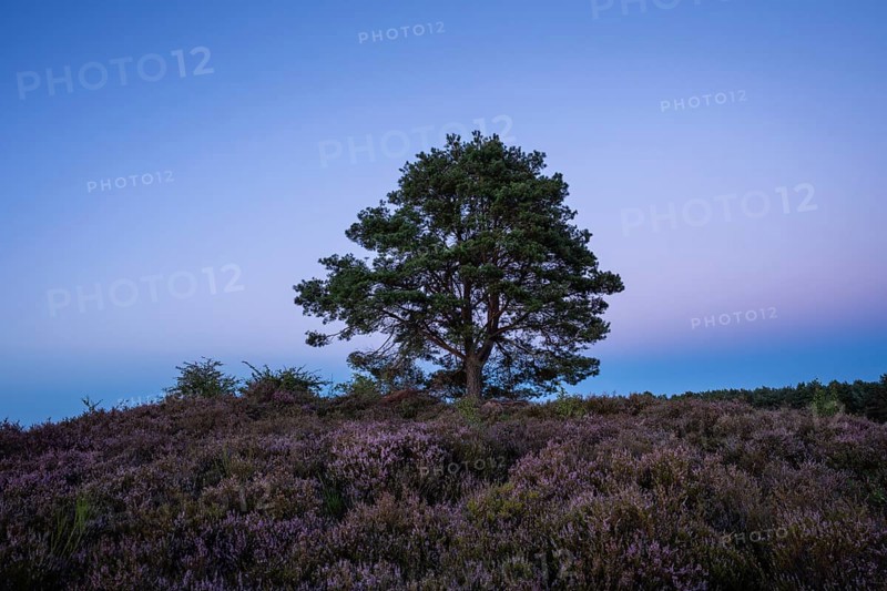 A pine tree in the blooming Mehlinger Heide after sunset. Mehlinger Heide Nature Reserve, Mehlingen, Rhineland-Palatinate, Germany