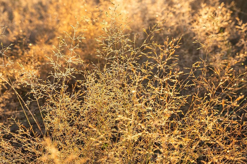 Grasses in the Mehlinger Heide at sunrise. Mehlinger Heide Nature Reserve, Mehlingen, Rhineland-Palatinate, Germany