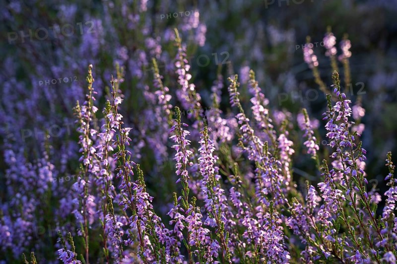 Blooming heather. Mehlinger Heide Nature Reserve, Mehlingen, Rhineland-Palatinate, Germany