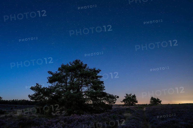 Pines in the blooming Mehlinger Heide. Blue hour and starry sky and individual Perseids. Mehlinger Heide Nature Reserve, Mehlingen, Rhineland-Palatinate, Germany