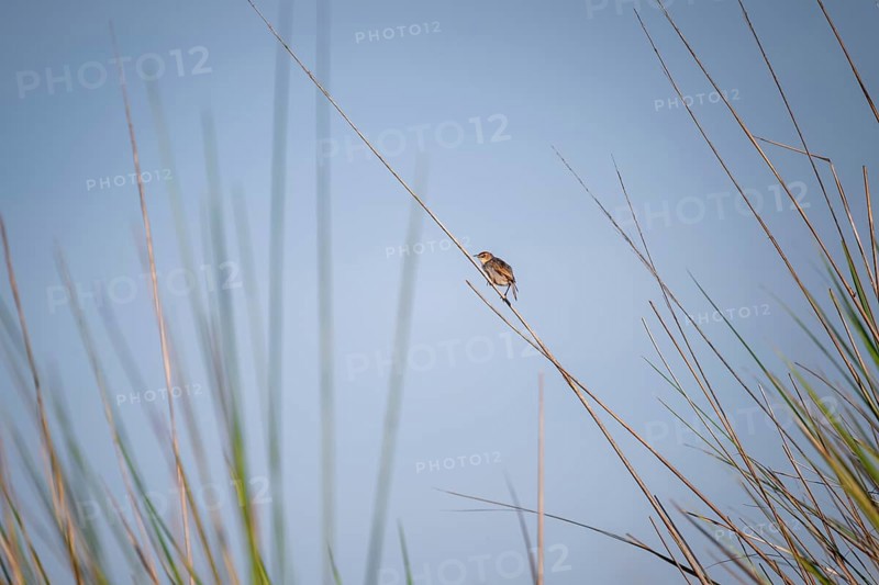 Vleycist Warbler (Cisticola tinniens) sitting on a blade of grass in the swamp, Mabamba Swamp, Lake Victoria, Uganda