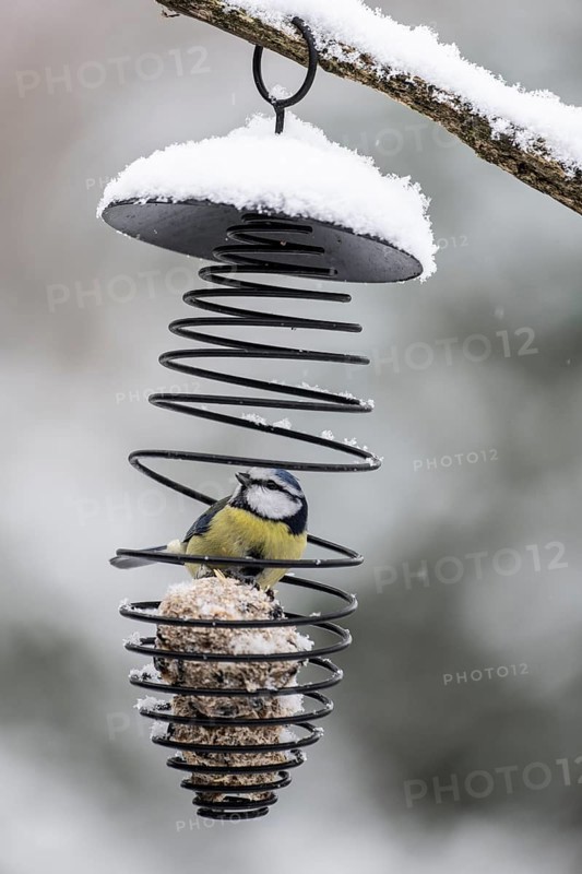 Blue tit (Parus caerulea) in a tit dumpling dispenser, Emsland, Lower Saxony, Germany
