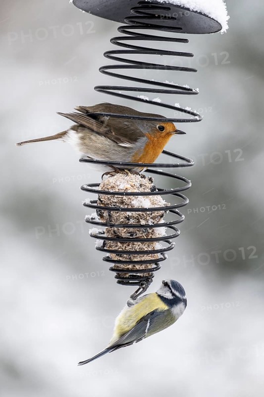 Blue tit (Parus caerulea) and robin (Erithacus rubecula) in the tit dumpling dispenser, Emsland, Lower Saxony, Germany