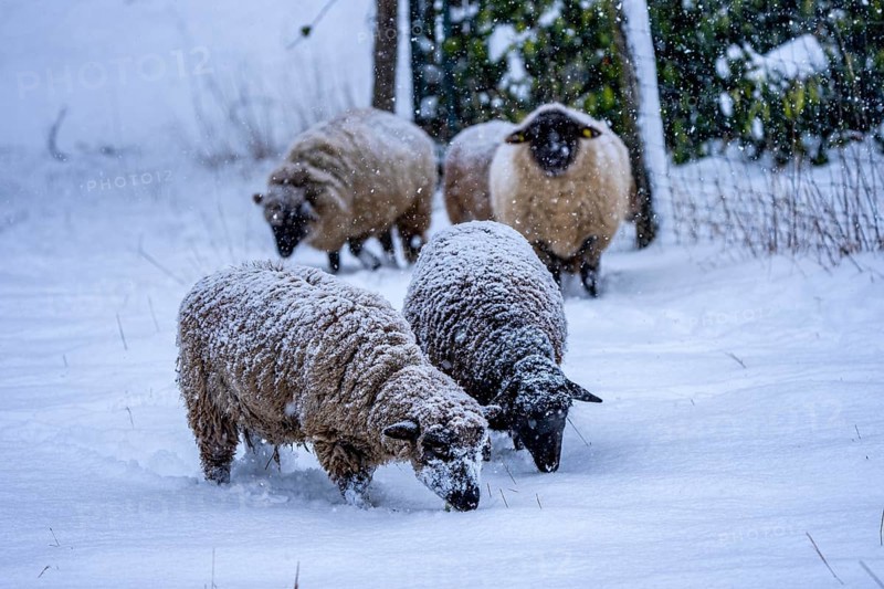 Winter weather, blowing snow, sheep on a snowy pasture, looking for food, thick fur, Elfringhauser Schweiz, near Hattingen, North Rhine-Westphalia, Germany