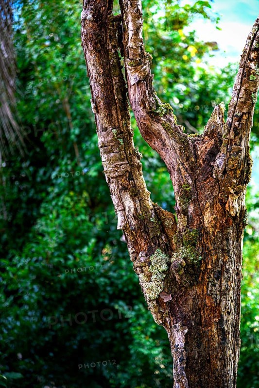 Large dead tree trunk in the rainforest covered in parasitic plants and mosses, Minas Gerais, Brazil