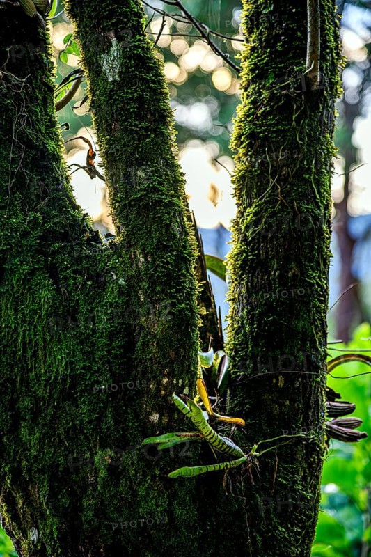 Large tree trunk in the rainforest with bromeliads sprouting and covered in moss and parasites, Minas Gerais, Brazil