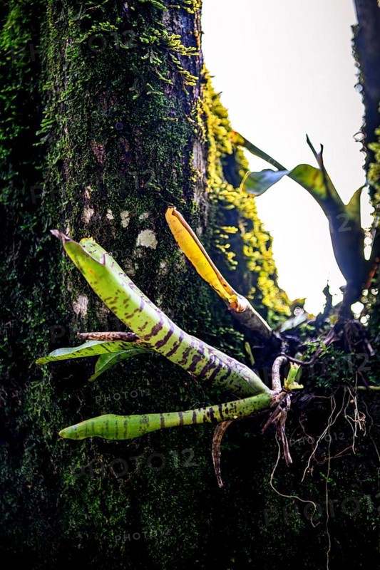 Bromeliads sprouting on a tree trunk in the rainforest, covered in moss and parasites, Minas Gerais, Brazil
