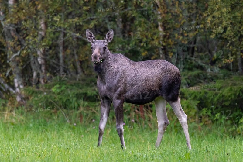 Moose (Alces alces) in a meadow, Lauvsnes, Nordtronderlag, Norway