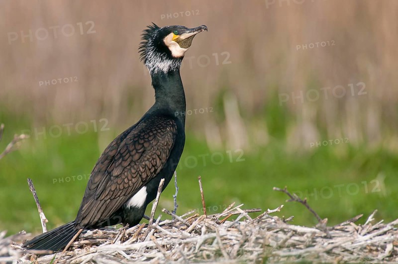 Cormorant (Phalacrocorax carbo) in the breeding colony, Stralsund, Mecklenburg-Western Pomerania, Germany