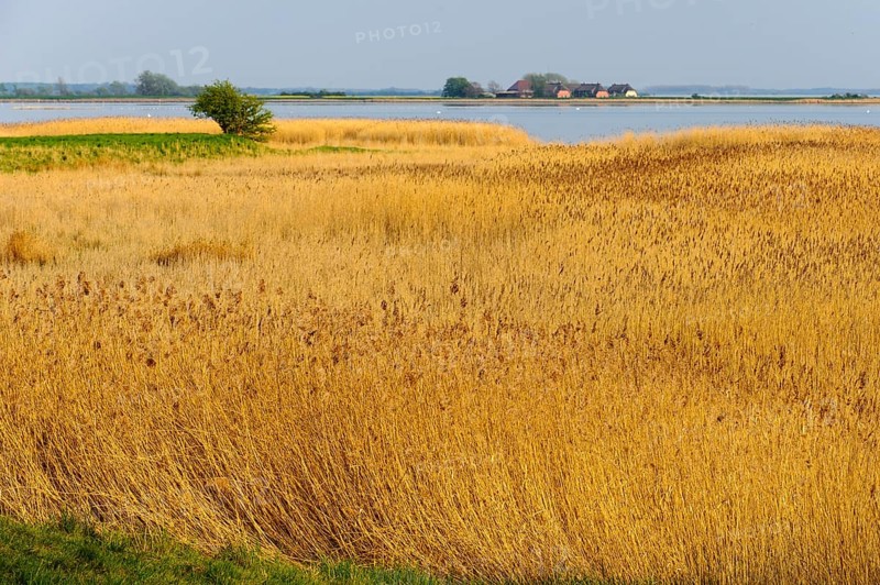 Lagoon landscape with reed belt on Rügen, Ummanz, Rügen, Mecklenburg-Western Pomerania, Germany