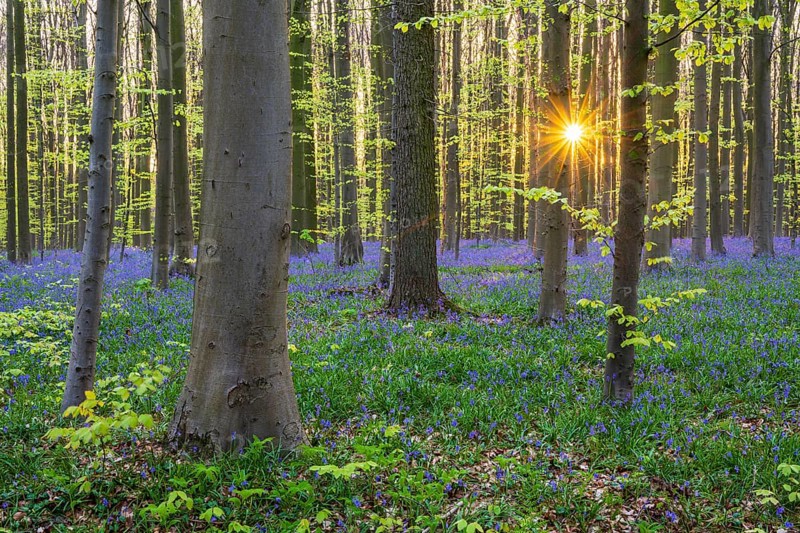Beech forest with bluebells (Hyacinthoides) at sunrise in spring, forest, early bloomers, Hallerbos, Halle, Belgium