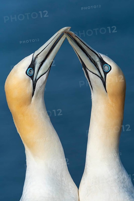 Courting gannet (Morus bassanus), portrait, Heligoland, Schleswig-Holstein, Germany