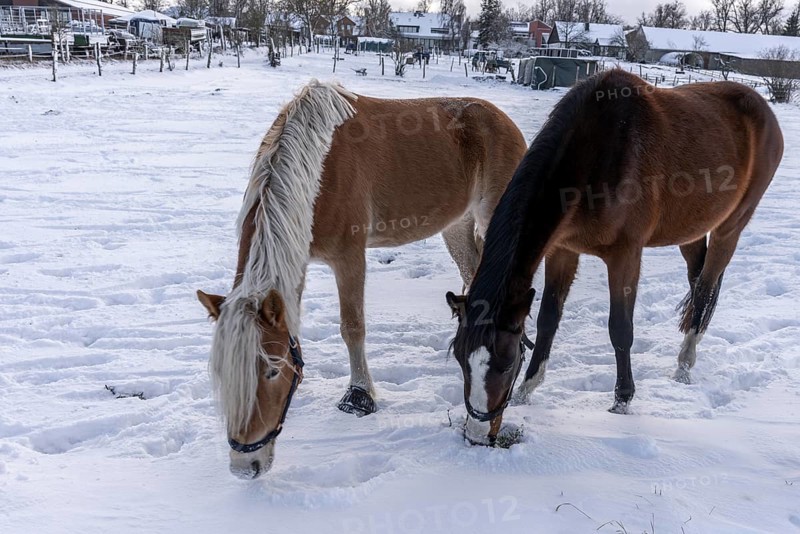 Winter photo, horses in a paddock in Berlin Lübars, Reinickendorf district, Germany