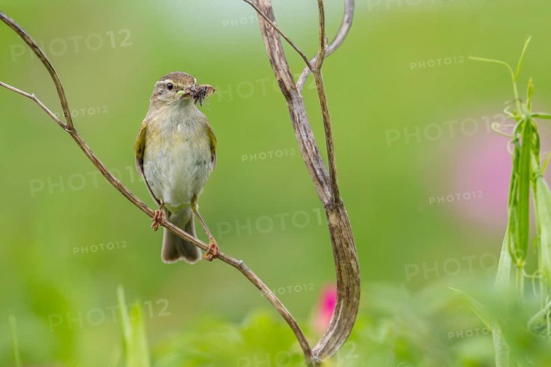The willow warbler (Phylloscopus trochilus) parents bring food for the young birds every minute, rearing young, bird brood, Germany