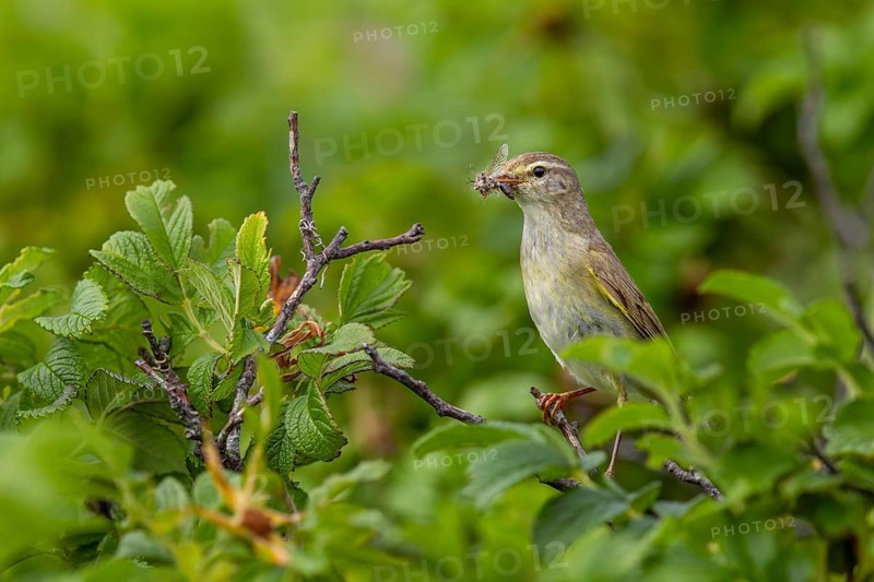 Before the willow warbler (Phylloscopus trochilus) brings the food to the chicks, it secures them extensively, because nest predators can appear anywhere, raising young, bird brood, Germany