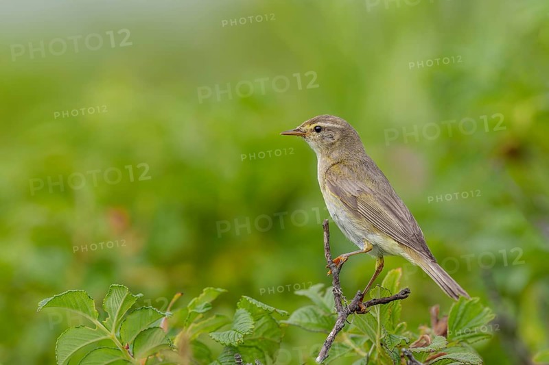 A willow warbler (Phylloscopus trochilus) on the German North Sea coast, rearing young, breeding birds, Germany