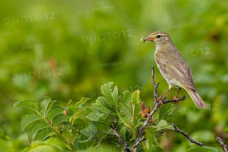 Willow Warbler (Phylloscopus trochilus) with food for the young birds in its beak, rearing young, bird brood, Germany