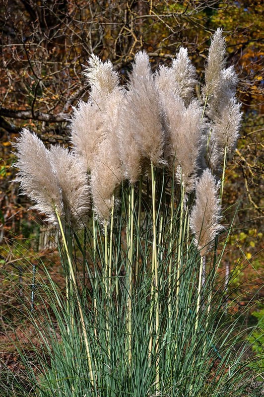 Pampas grass (Cortaderia selloana), Franconia, Bavaria, Germany