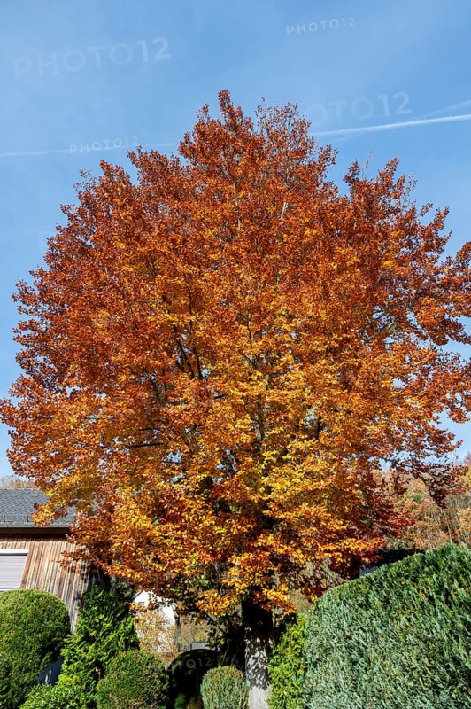 Beech (Fagus) in autumn colour, Franconia, Bavaria, Germany