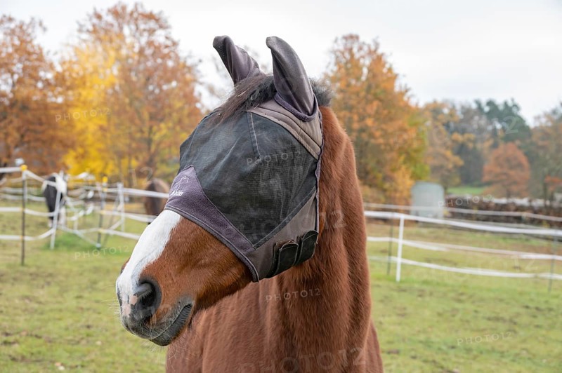 Horse with fly protection in paddock, Bavaria, Germany