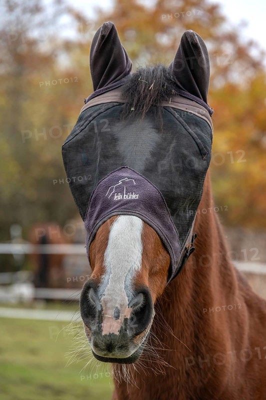 Horse with fly protection in paddock, Bavaria, Germany