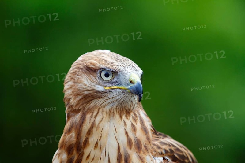 Eagle buzzard (Buteo rufinus), head portrait, Europe, captive
