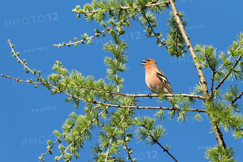 Chaffinch (Fringilla coelebs), male singing in larch, Upper Bavaria, Germany