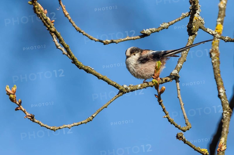 Long-tailed Tit (Aegithalos caudatus caudatus), Upper Bavaria, Germany