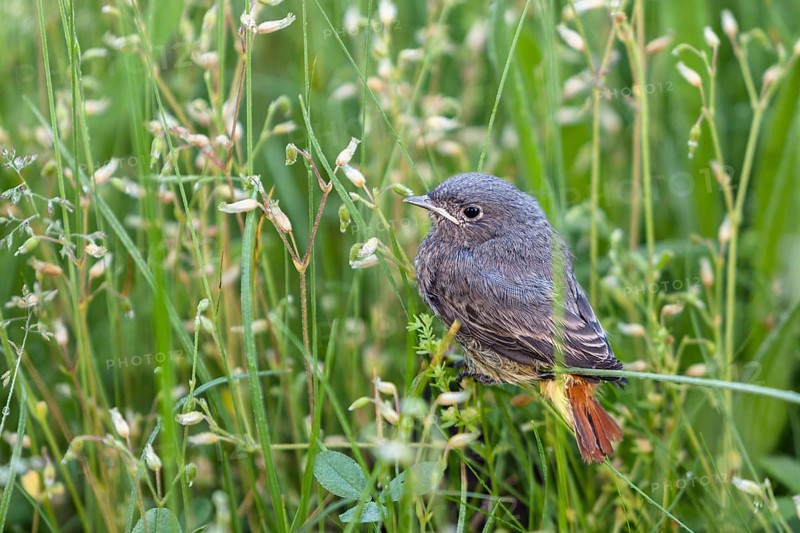 Black redstart (Phoenicurus ochruros) fledgling, Switzerland