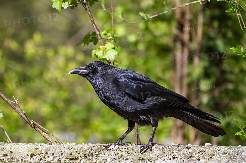 Raven crow (Corvus corone corone), carrion crow, Bavaria, Germany