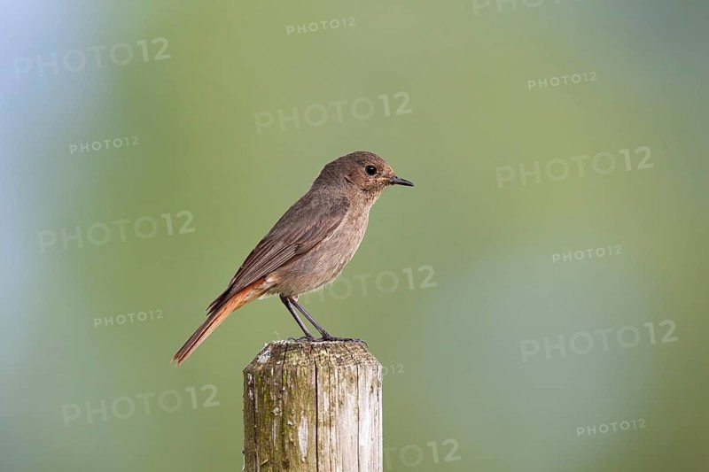 Black redstart (Phoenicurus ochruros) female sitting on a fence post, Upper Bavaria, Germany