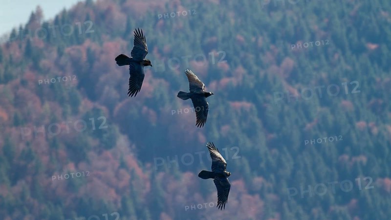 Raven (Corvus corax), flying in the mountains in front of mountain forest, Alps, Upper Bavaria, Germany