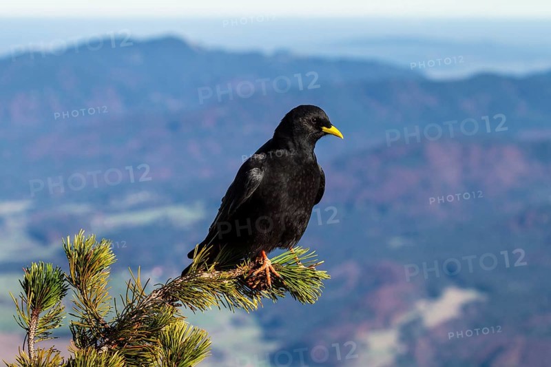 Alpine Chough at Herzogstand, (Pyrrhocorax graculus), sitting on mountain pine, Alps, Upper Bavaria, Germany / Alpine Chough, Pyrrhocorax graculus, Alps, Upper Bavaria, Germany