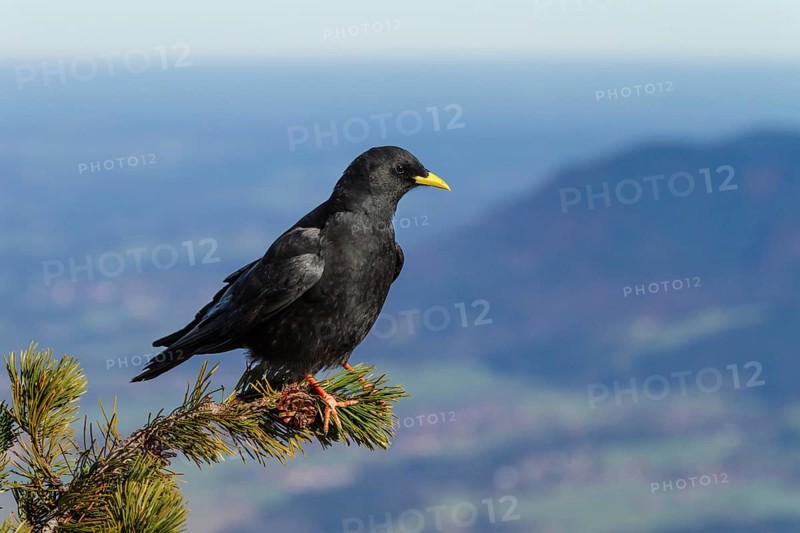 Alpine Chough (Pyrrhocorax graculus), sitting on mountain pine, Alps, Upper Bavaria, Germany / Alpine Chough (Pyrrhocorax graculus), Alps, Upper Bavaria, Germany
