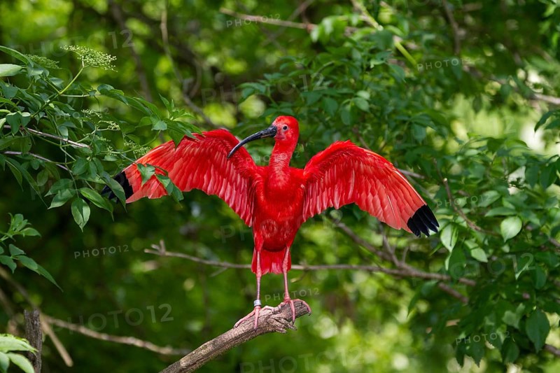 Scarlet Ibis (Eudocimus ruber), with outstretched wings, South America, zoo, captive